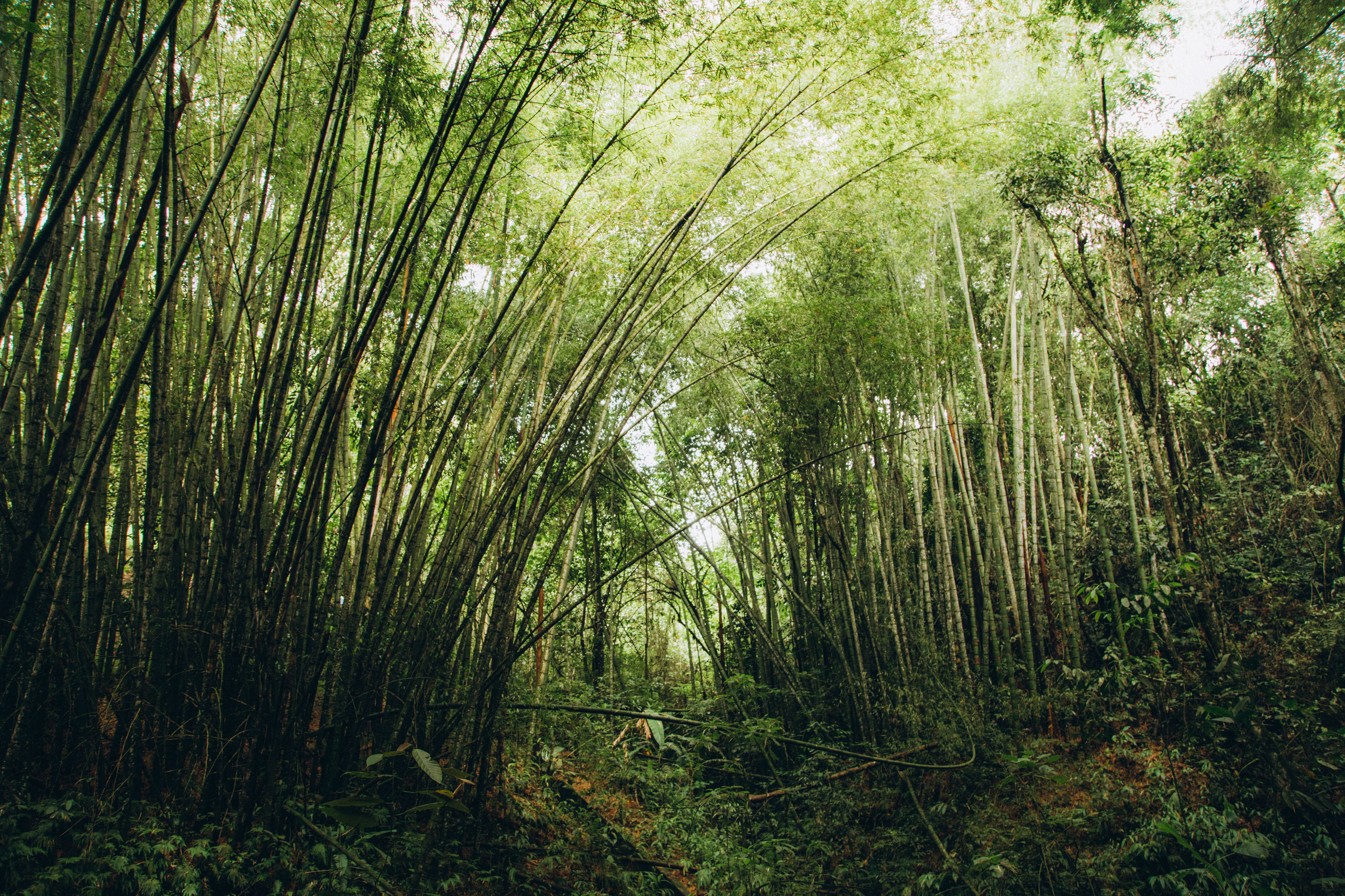 Dense green bamboo forest