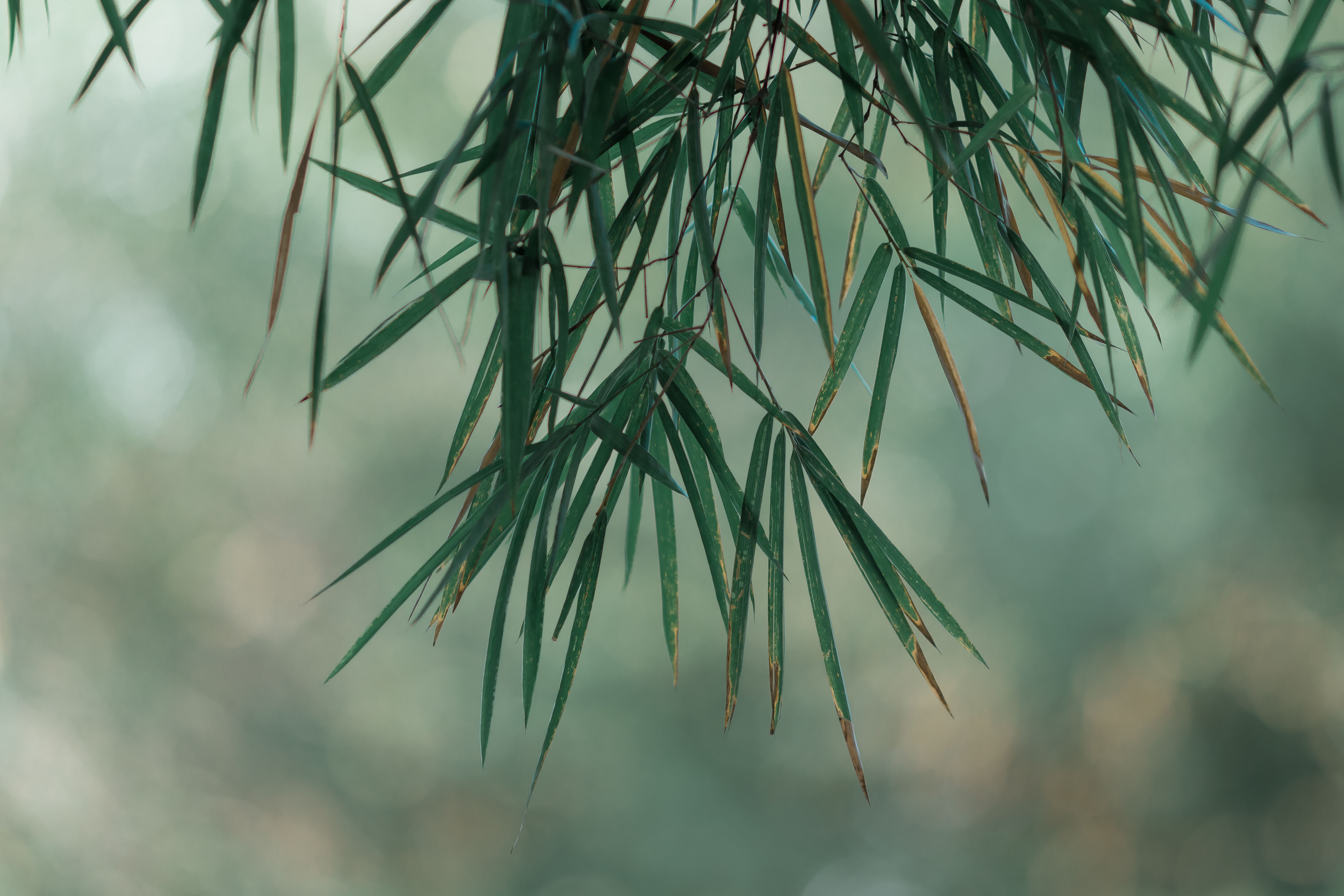 Lush green bamboo — calm growth