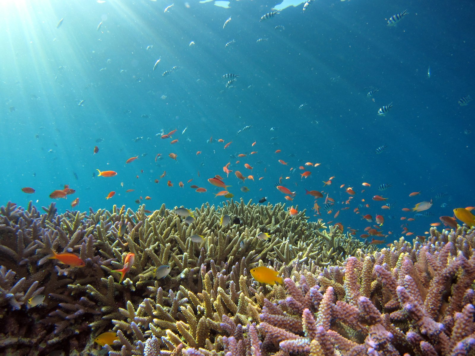 Healthy coral reef with tropical fish and sunlight